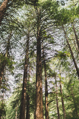 Giant Redwood