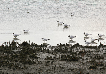 Flock of gull on let out pond