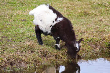 Fototapeta premium Domestic black and white goat kid drink water