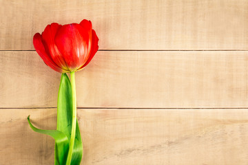 red tulip flower lies alone on the table