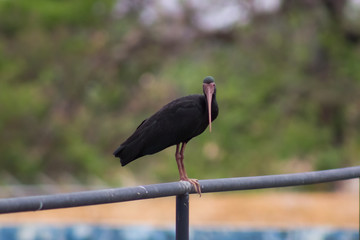beautiful black bird in venezuela