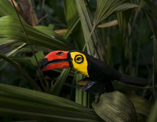 toucan of wood in nature