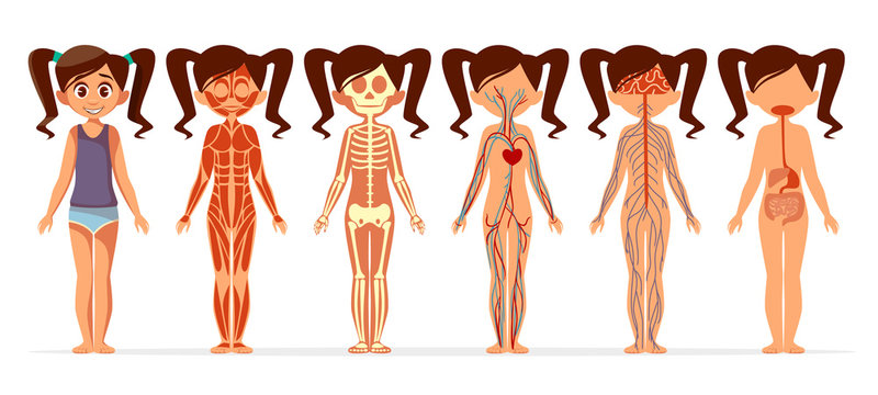 Girl body anatomy vector illustration. Cartoon medical female human body structure of muscular, skeletal, blood and vein circulatory or nervous and digestive system flat design for infographics