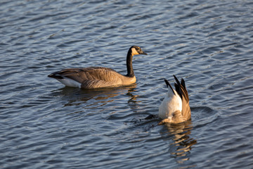 Canada Geese Swimming and Diving Underwater