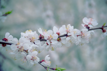 spring flowers of apricot tree