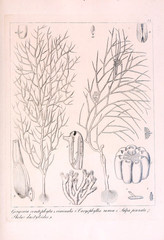 Illustration of animal