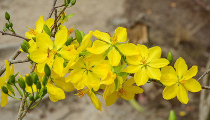 Ochna integerrima flowers at spring time