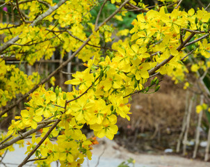 Ochna integerrima flowers at spring time