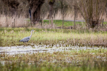 an heron in the field