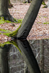 tree in the longest water