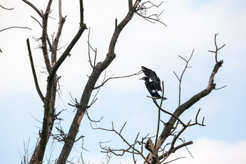 an cormorant on a branch