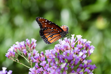 Monarch butterfly on purple sea foam flowers, in Arizona's Sonoran desert.