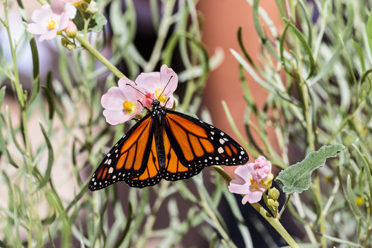 Monarch butterfly resting on a bed of bright pink flowers in Arizona's Sonoran desert.