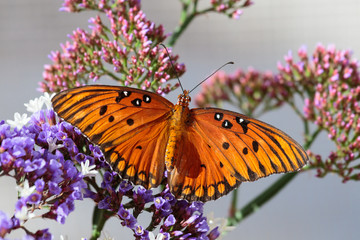 Orange butterfly (Gulf Fritillary) on purple sea foam blossoms, with pink buds in the background. In Arizona's Sonoran desert. 