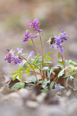 spring flowers Corydalis and bumblebee, colorful natural background