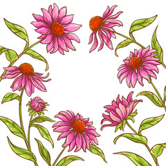 echinace purpurea vector frame