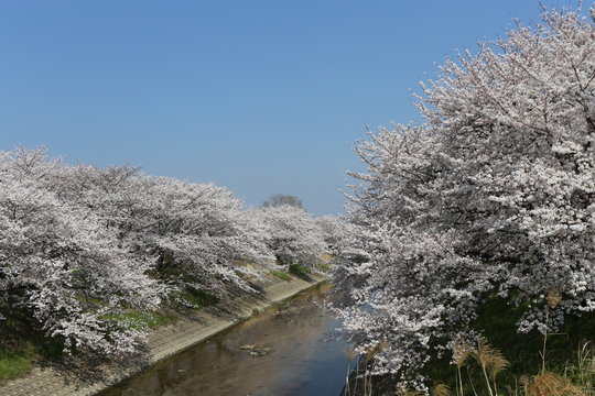 高田川の桜並木