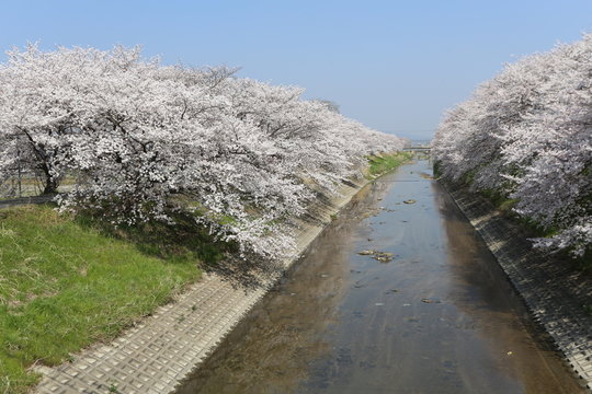 高田川の桜並木