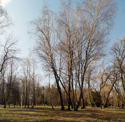 Fototapeta premium Springtime landscape in the park.