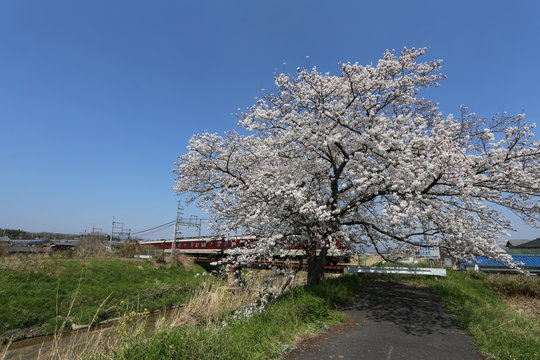 高田川の桜並木
