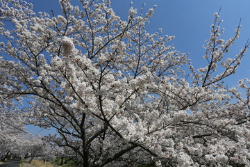高田川の桜並木