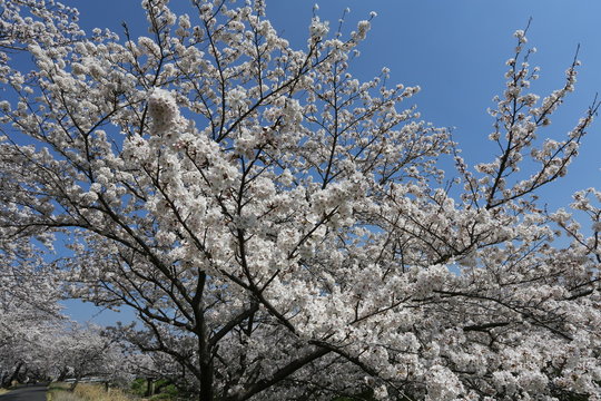 高田川の桜並木