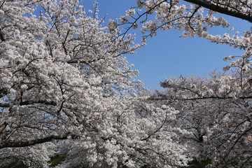 高田川の桜並木