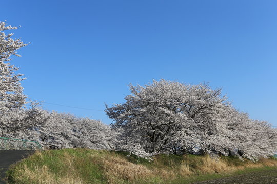 高田川の桜並木
