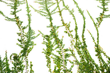 Creeper on a white wall © titipong8176734