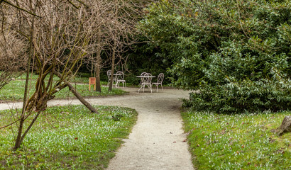 path in spring park between snowdrops