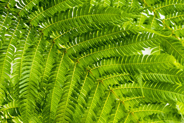 温室の観葉植物