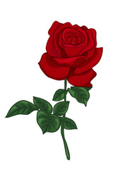 single red rose