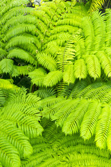 温室の観葉植物