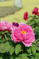 牡丹の花