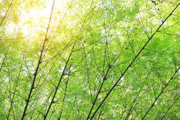 Fototapeta premium Asian Bamboo forest with sun rays. 