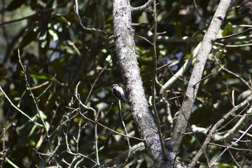 Downy Woodpecker in Spring