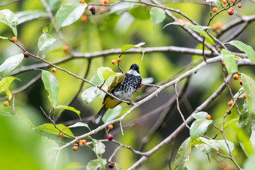 Scaly-breasted Bulbul