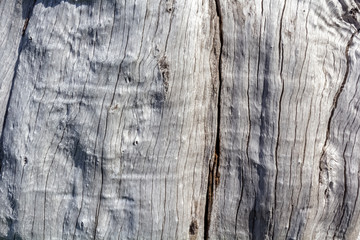 Obraz premium tronc d'arbre sec 