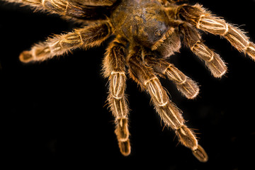Big hairy tarantula isolated