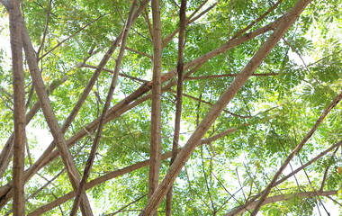 Fototapeta na wymiar Tree branches in the garden.