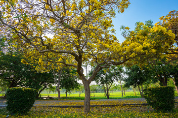 Naklejka premium Golden trumpet tree at Park in on blue sky background.