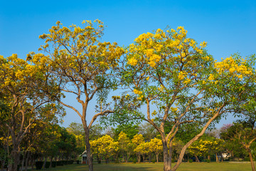 Fototapeta premium Golden trumpet tree at Park in on blue sky background.