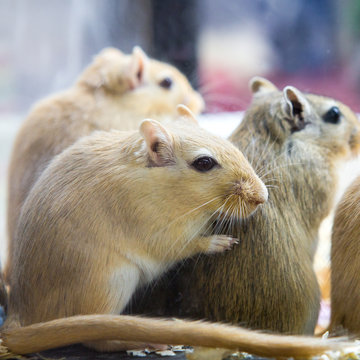 Closeup Of A Mongolian Gerbil