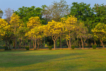 Golden trumpet tree at Park in on blue sky background.