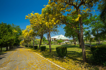 Golden trumpet tree at Park in on blue sky background.
