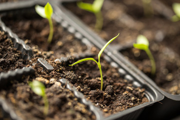 A young sprout of pepper in the ground