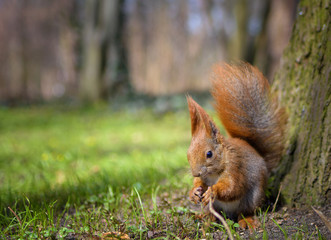 Wiewiórka - a red squirrel sitting in a spring park near a tree with grass and flowers in the background