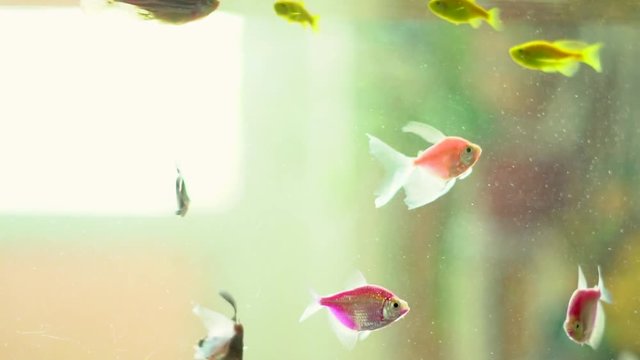 fish in the aquarium