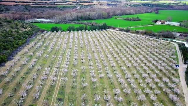 Vista aérea campos de cultivos almendros y cereal
