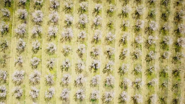 Campo de almendros vista a&eacute;rea cenital